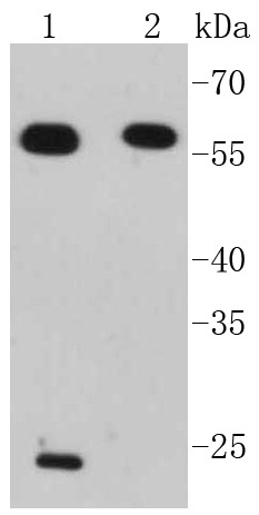 Anti-IRF7 Antibody (8B964)