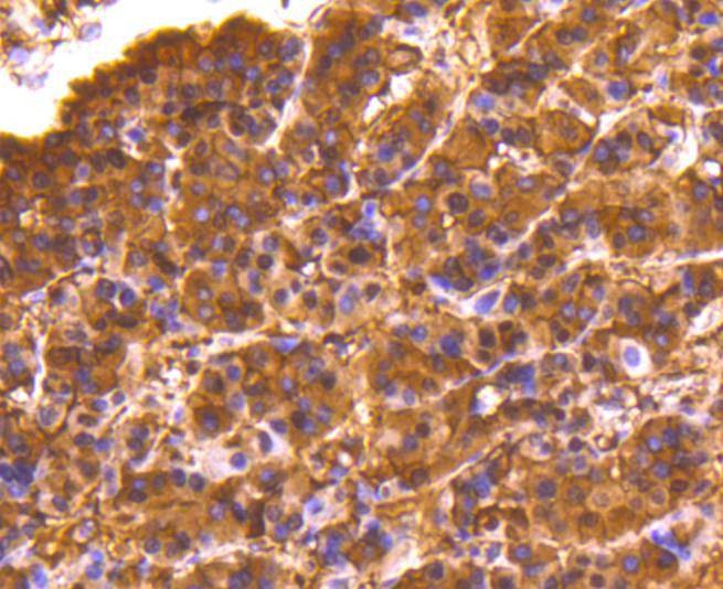 Anti-LDHA Antibody (4K270)