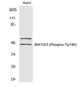 Anti-Phospho-JNK1/2/3 (Tyr185) Polyclonal Antibody