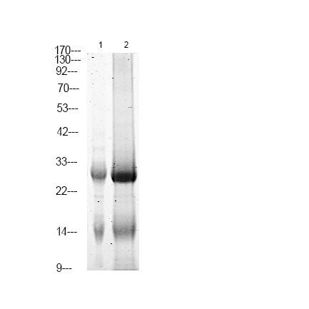 Anti-NTAL Polyclonal Antibody