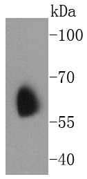 Anti-KCNA1 Antibody (7W682)