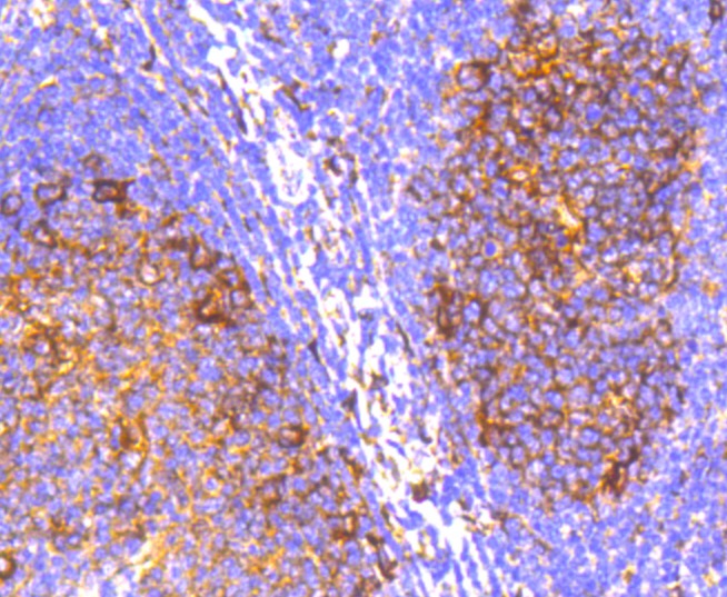 Anti-IRF7 Antibody (8B964)