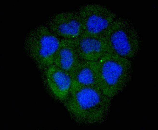Anti-LDHA Antibody (4K270)