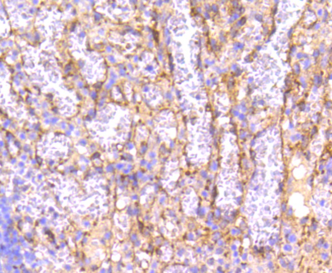Anti-IRF7 Antibody (8B964)