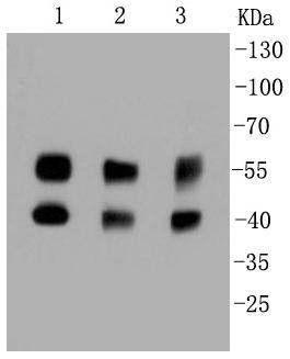 Anti-JNK1/2/3 Antibody (6S831)