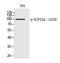 Anti-Phospho-KIF20A (Ser528) Polyclonal Antibody