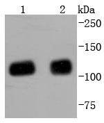 Anti-KAP1 Antibody (4I621)