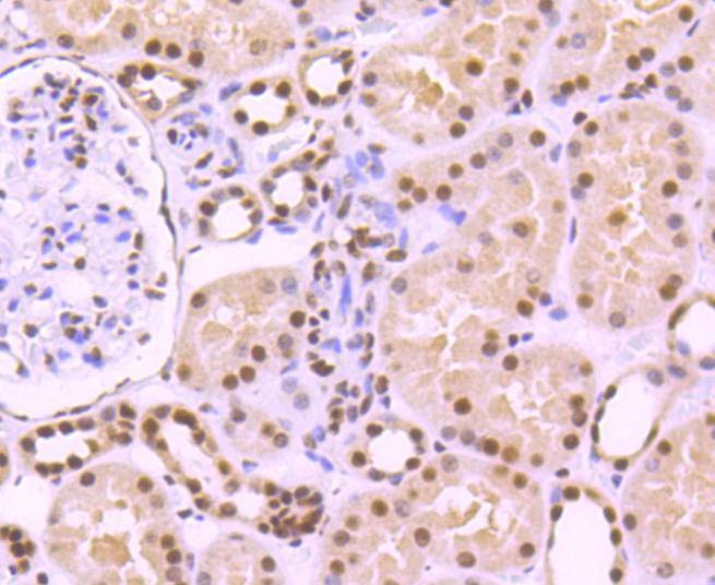 Anti-KAP1 Antibody (4I621)