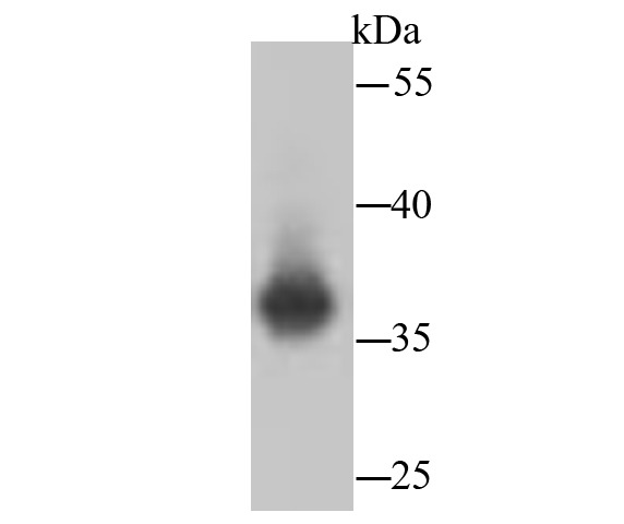 Anti-LDHA Antibody (4K270)