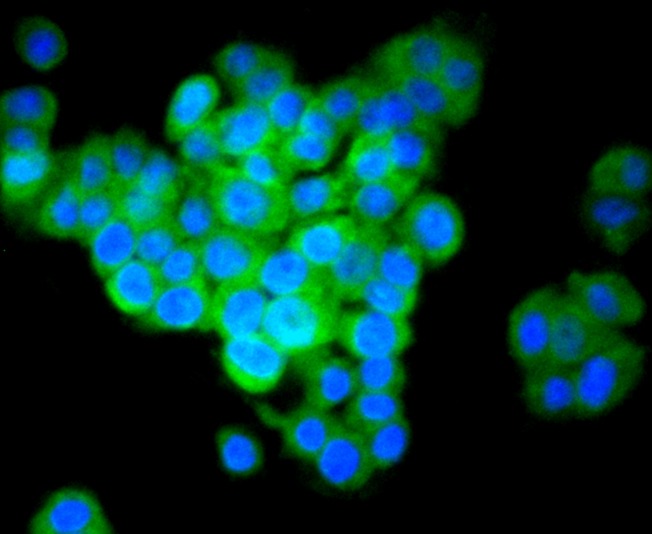 Anti-IRF7 Antibody (8B964)