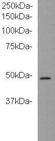Anti-kinase D-interacting substrate 220 Antibody (6C675)