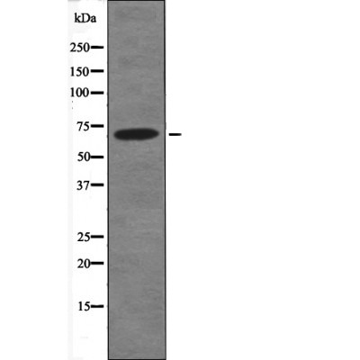 Anti-Phospho-Kv3.4 (Ser15) Polyclonal Antibody