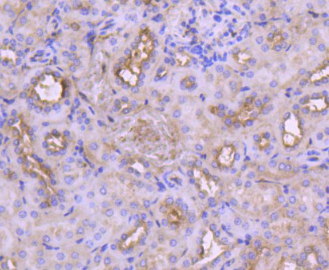 Anti-IRF3 Antibody (3T220)