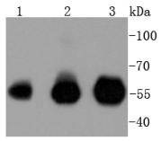 Anti-IRF3 Antibody (3T220)