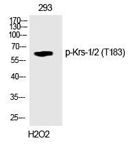 Anti-Phospho-STK3/MST1 (Thr183) Polyclonal Antibody