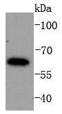 Anti-IRF6 Antibody (5K34)