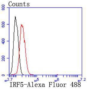 Anti-IRF5 Antibody (2A61)