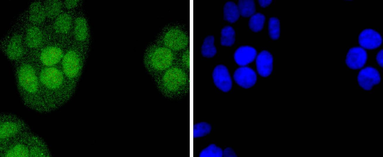Anti-IRF2 Antibody (8B64)