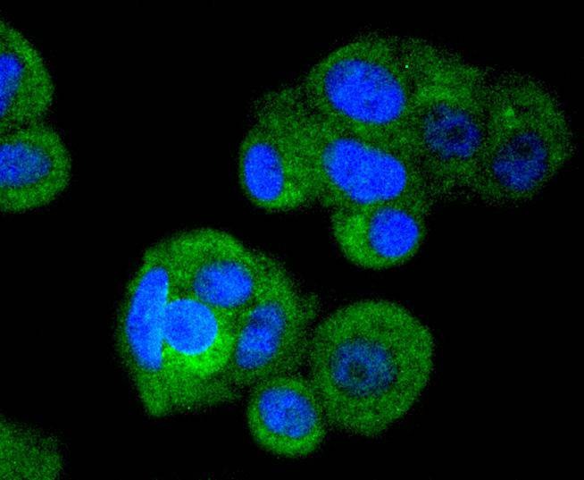 Anti-IRF3 Antibody (3T220)