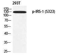Anti-Phospho-IRS-1 (Ser323) Polyclonal Antibody