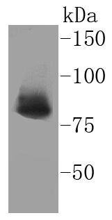 Anti-XRCC5 Antibody (9O180)