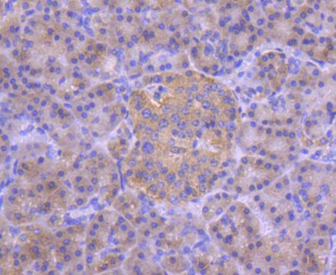 Anti-IRF3 Antibody (3T220)