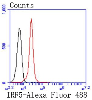 Anti-IRF5 Antibody (6F756)