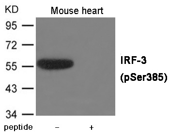 Anti-Phospho-IRF3 (Ser385) Polyclonal Antibody