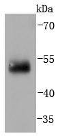 Anti-IRF2 Antibody (8B64)