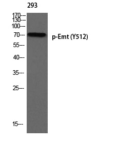 Anti-Phospho-ITK (Tyr512) Polyclonal Antibody
