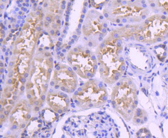 Anti-IRF3 Antibody (3T220)