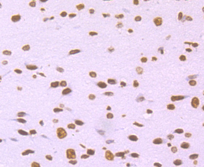 Anti-H2AFX Antibody (1G393)