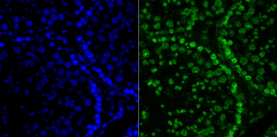 Anti-H2AFX Antibody (1G393)