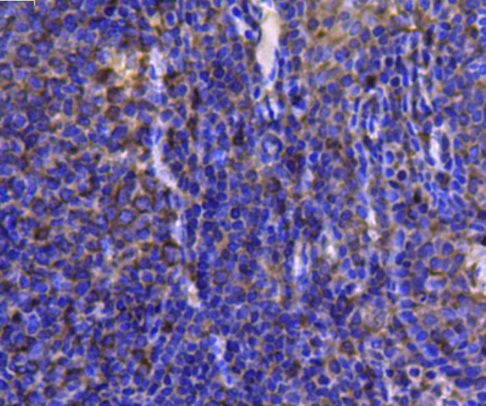 Anti-HSP90AB1 Antibody (2Q57)