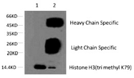 Anti-Tri-methyl-HIST1H3A (Lys79) Antibody (2B286)