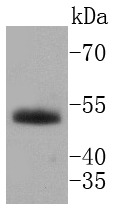 Anti-HNF4A Antibody (1Y813)