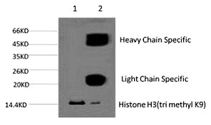 Anti-Tri-methyl-HIST1H3A (Lys9) Antibody (5G768)