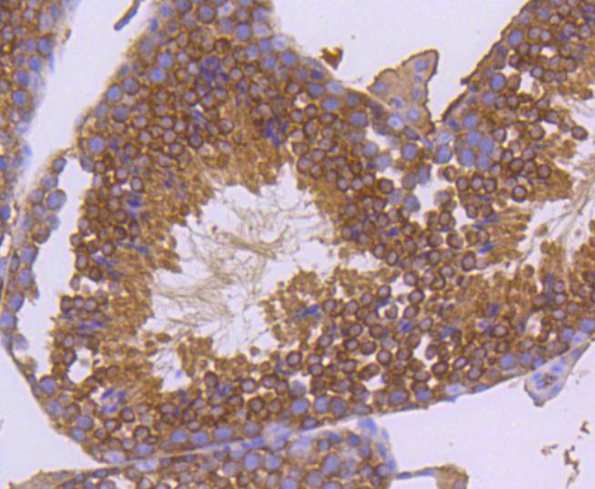 Anti-HSP90AA1 Antibody (7X71)