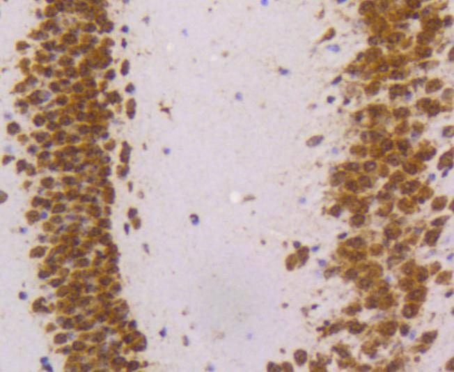 Anti-HNRNPK Antibody (5Q710)