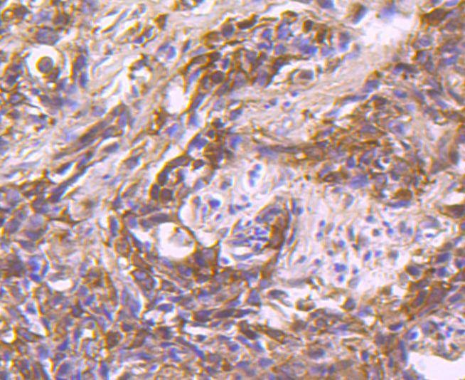Anti-HSP90AB1 Antibody (4Y129)