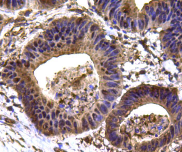Anti-HSP90AB1 Antibody (2Q57)