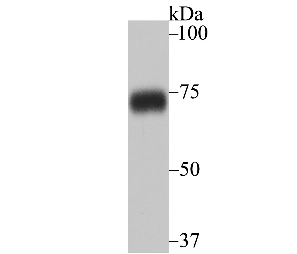 Anti-SYNCRIP Antibody (3C999)