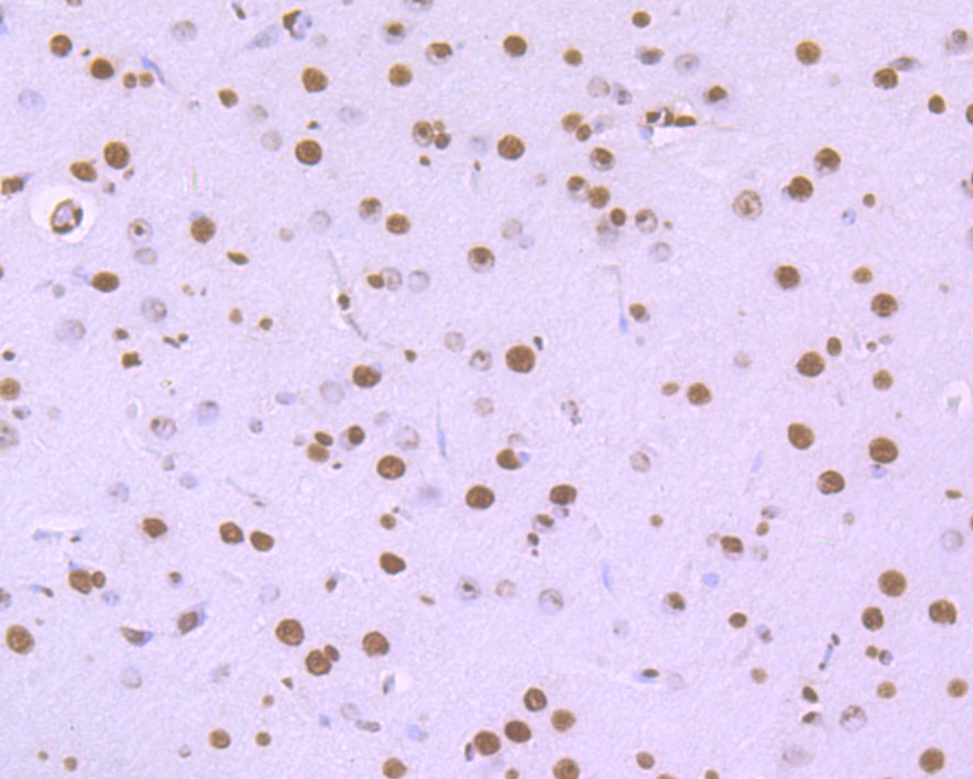Anti-HNRNPU Antibody (9L701)