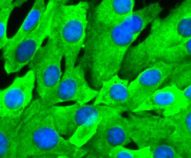 Anti-HSP90AB1 Antibody (4Y129)