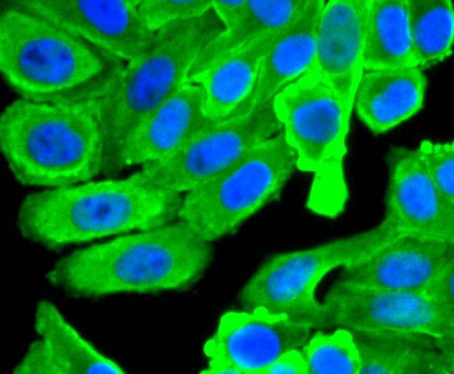 Anti-HSP90AB1 Antibody (4Y129)