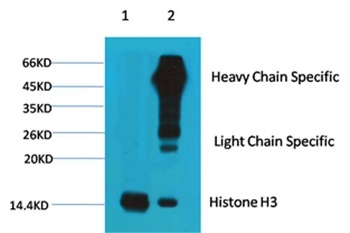 Anti-HIST1H3A Antibody (5H508)