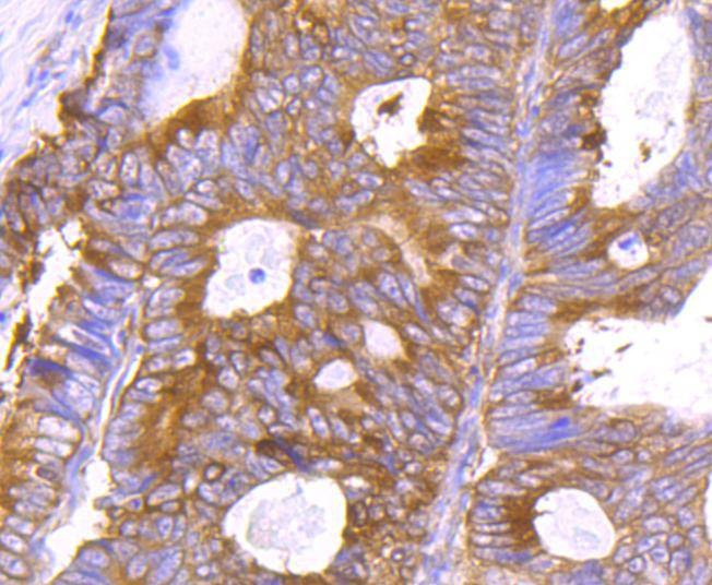 Anti-HSP90AB1 Antibody (4Y129)