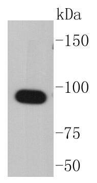Anti-HSP90AA1 Antibody (7X71)