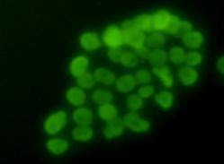 Anti-HIST1H3A Antibody (2M992)