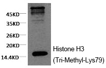 Anti-Tri-methyl-HIST1H3A (Lys79) Antibody (7H2)
